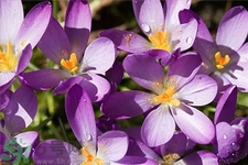 藏紅花怎么吃效果最好?藏紅花的吃法 藏紅花怎么吃效果最好?藏紅花的吃法