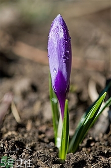 藏紅花怎么辨別真假?藏紅花真假怎么鑒別? 藏紅花怎么辨別真假?藏紅花真假怎么鑒別?