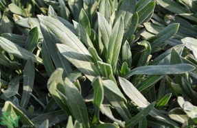 毛妮菜的營(yíng)養(yǎng)價(jià)值 毛妮菜的功效與作用