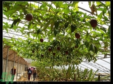 吃牛油果的好處,牛油果的功效與作用 吃牛油果的好處,牛油果的功效與作用
