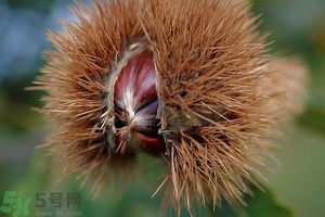 吃生板栗有什么好處?生板栗的營養(yǎng)價值