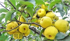 秋季吃梨的好處,梨子的功效與作用 秋季吃梨的好處,梨子的功效與作用