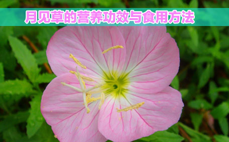 月見草膠囊感冒能吃嗎？感冒能吃月見草膠囊嗎？