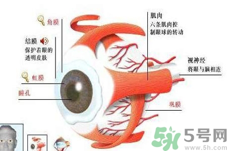 白內(nèi)障的護(hù)理措施是什么？白內(nèi)障的飲食護(hù)理有哪些？