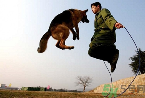 跳繩可以鍛煉腹肌嗎?跳繩可以鍛煉哪些肌肉 跳繩可以鍛煉腹肌嗎?跳繩可以鍛煉哪些肌肉