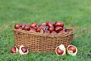 板栗皮可以吃嗎？板栗皮的功效與作用