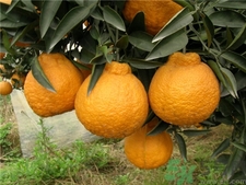 吃丑八怪有什么好處?不知火丑八怪橘子的功效與作用 吃丑八怪有什么好處?不知火丑八怪橘子的功效與作用