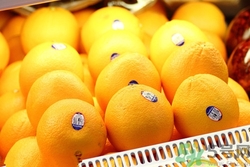 新奇士橙多少錢一斤?新奇士橙的功效與作用 新奇士橙多少錢一斤?新奇士橙的功效與作用