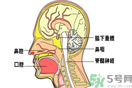 鼻咽癌的治療方法是什么？鼻咽癌可以用什么藥物治療？