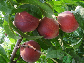 孕婦可以吃黃桃嗎?孕婦吃黃桃的好處 孕婦可以吃黃桃嗎?孕婦吃黃桃的好處