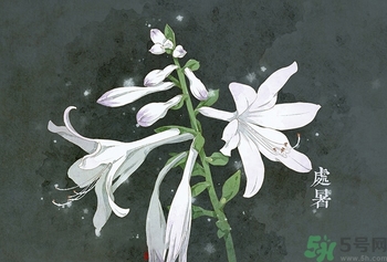 處暑吃什么水果？處暑養(yǎng)生水果推薦