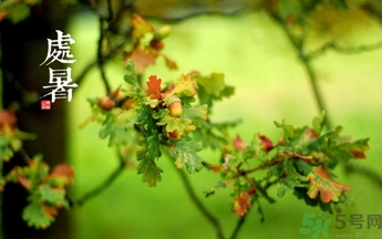 處暑喝什么茶？處暑養(yǎng)生茶推薦