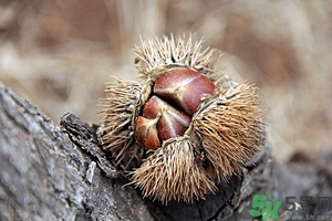 新鮮板栗什么時候成熟？新鮮板栗怎么保存？