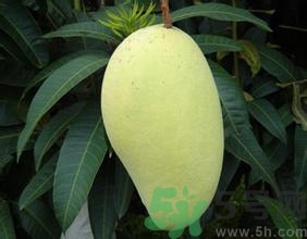 青芒和黃色芒果哪個(gè)好？青芒和黃色芒果的區(qū)別