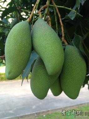 青芒和黃色芒果哪個(gè)好？青芒和黃色芒果的區(qū)別