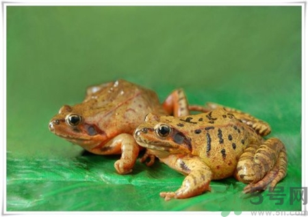 雪蛤是海鮮嗎?雪蛤是什么 雪蛤是海鮮嗎?雪蛤是什么