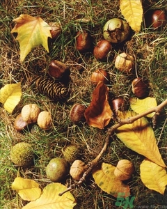 板栗變黑了還能吃嗎?板栗變色是怎么回事 板栗變黑了還能吃嗎?板栗變色是怎么回事