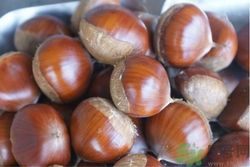 板栗有油栗哪個好?板栗和油栗的區(qū)別是什么? 板栗有油栗哪個好?板栗和油栗的區(qū)別是什么?