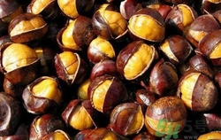 板栗有油栗哪個好?板栗和油栗的區(qū)別是什么? 板栗有油栗哪個好?板栗和油栗的區(qū)別是什么?