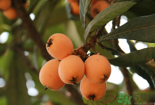 吃枇杷能止咳嗎？枇杷的功效與作用