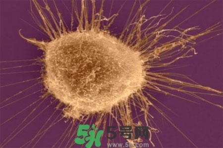 不宜過多食用辣椒的人群有哪些？夏天吃辣椒的好處有哪些？