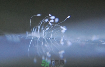 優(yōu)曇花是什么花？優(yōu)曇花現(xiàn)實中有嗎？