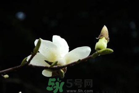 優(yōu)曇花是什么花？優(yōu)曇花現(xiàn)實中有嗎？