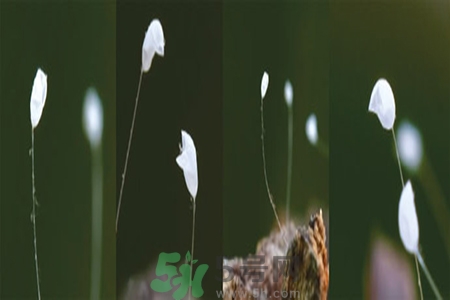 優(yōu)曇花是什么花？優(yōu)曇花現(xiàn)實中有嗎？