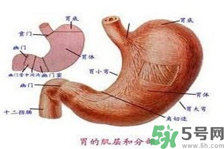 哪些食物幫你在酒后保養(yǎng)胃部？養(yǎng)胃護(hù)胃的誤區(qū)是什么？