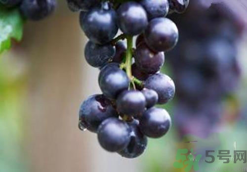 秋季孕婦吃什么水果好？秋季孕婦水果推薦