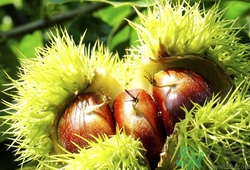 板栗是熱性還是涼性?板栗怎么吃最有營養(yǎng) 板栗是熱性還是涼性?板栗怎么吃最有營養(yǎng)