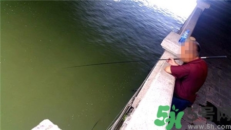 武昌楚河變綠,河水變綠是什么原因? 武昌楚河變綠,河水變綠是什么原因?