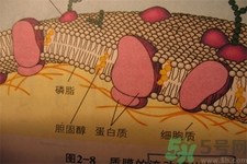 膽固醇對(duì)人體有傷害嗎？膽固醇是什么？