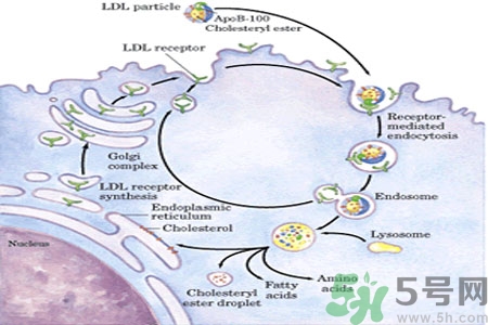 人體中的膽固醇分好壞嗎？如何區(qū)分膽固醇的好壞？