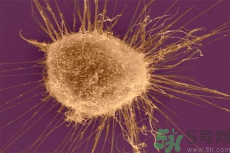 激素是什么？激素會(huì)對(duì)人體產(chǎn)生什么作用？