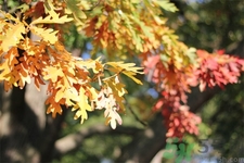 如何應(yīng)對(duì)秋老虎？秋老虎如何養(yǎng)生？