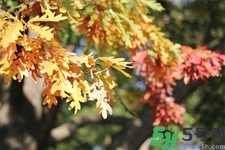 秋天換季病有哪些？秋天該如何保健養(yǎng)生呢？