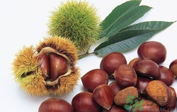 胃炎能吃板栗嗎?胃炎吃板栗好嗎 胃炎能吃板栗嗎?胃炎吃板栗好嗎