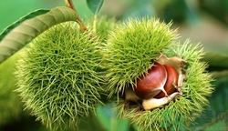 胃炎能吃板栗嗎?胃炎吃板栗好嗎 胃炎能吃板栗嗎?胃炎吃板栗好嗎