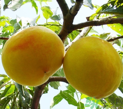 黃桃可以放冰箱嗎？黃桃怎么保存?