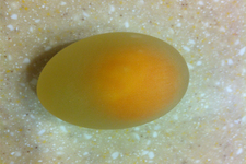 醋泡蛋對人的營養(yǎng)價值有哪些？醋泡蛋的功效是什么？