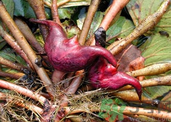 菱角是什么？菱角是什么季節(jié)成熟的？