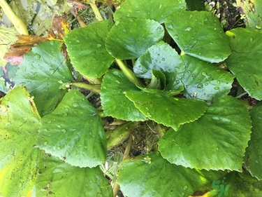 菱角和豬肉能一起吃嗎？菱角和什么不能一起吃？