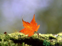  為什么立秋了還這么熱？立秋后要多久才能涼快？