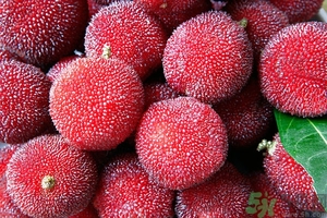 吃楊梅會(huì)胖嗎?楊梅的熱量高嗎 吃楊梅會(huì)胖嗎?楊梅的熱量高嗎