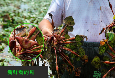 菱角是發(fā)物嗎？菱角是寒性的嗎？