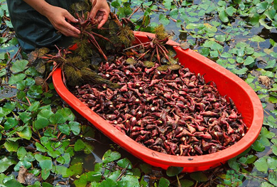 菱角是發(fā)物嗎？菱角是寒性的嗎？