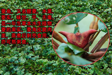 菱角是發(fā)物嗎？菱角是寒性的嗎？