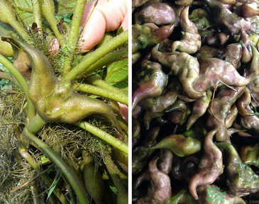 菱角是發(fā)物嗎？菱角是寒性的嗎？