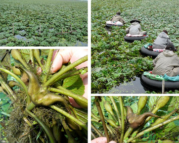 菱角是發(fā)物嗎？菱角是寒性的嗎？